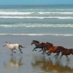 Dónde ver animales salvajes en libertad
