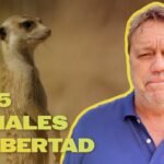 Dónde ver animales salvajes en libertad