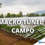 Túneles verdes naturales para explorar