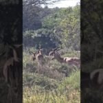 Rutas de safari desde Maputo